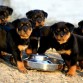 Rottweiler version camada